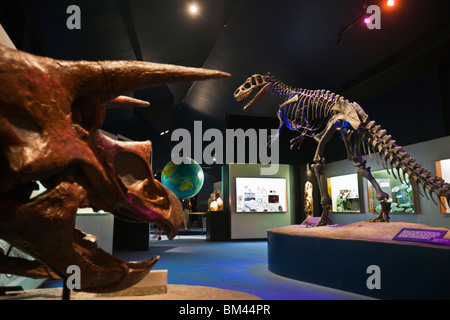 Des squelettes de dinosaure dans le musée de Canterbury. Christchurch, Canterbury, île du Sud, Nouvelle-Zélande Banque D'Images