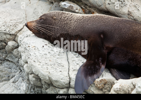 New Zealand Fur Seal. Kaikoura, Canterbury, île du Sud, Nouvelle-Zélande Banque D'Images