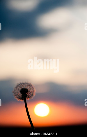 Graines de pissenlit au coucher du soleil. Silhouette Banque D'Images