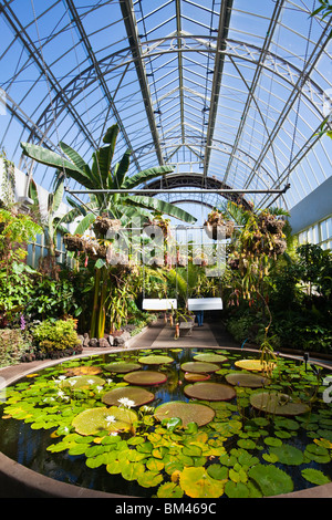 Bassin de plantes en serre à l'hiver, dans l'Auckland Domain. Auckland, île du Nord, Nouvelle-Zélande Banque D'Images