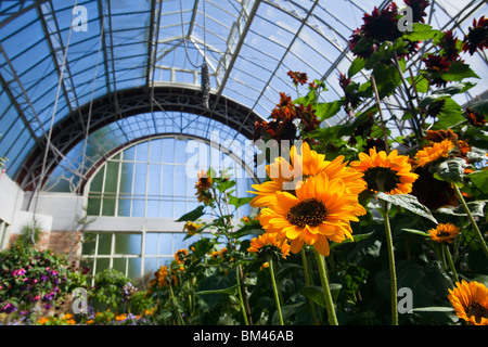 Tournesols dans le jardin d'hiver sous serre. Le domaine, Auckland, île du Nord, Nouvelle-Zélande Banque D'Images