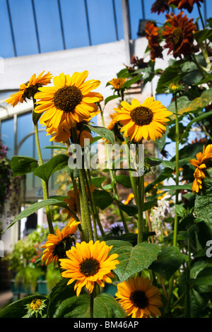 Tournesols dans le jardin d'hiver sous serre. Le domaine, Auckland, île du Nord, Nouvelle-Zélande Banque D'Images