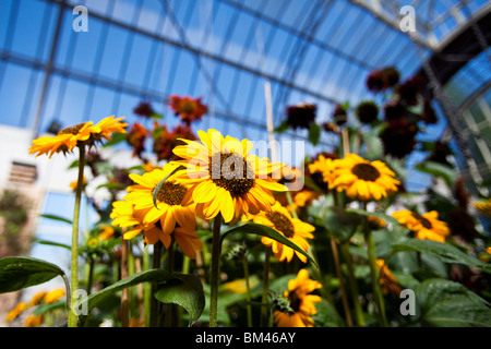 Tournesols dans le jardin d'hiver sous serre. Le domaine, Auckland, île du Nord, Nouvelle-Zélande Banque D'Images