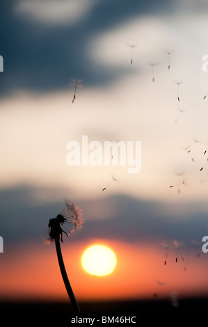 La dispersion des graines de pissenlit au coucher du soleil. Silhouette Banque D'Images