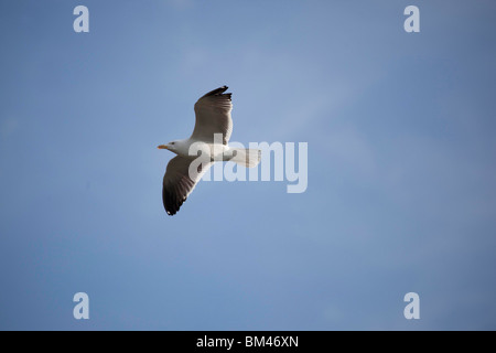 Mouette en vol, Banque D'Images