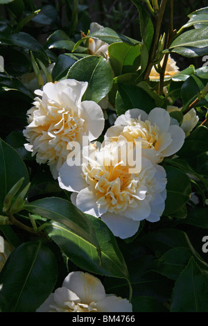 Un jardin anglais - une belle camelia dans un jardin de Dorset Banque D'Images