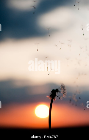 La dispersion des graines de pissenlit au coucher du soleil. Silhouette Banque D'Images