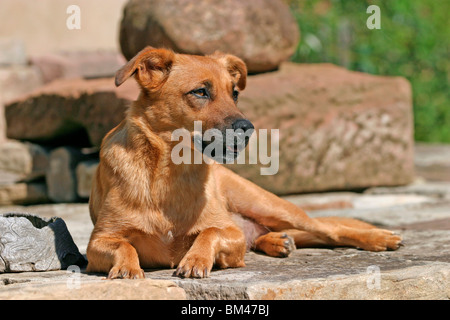 Pinscher autrichien Österreichischer / Pinscher à poil court Banque D'Images