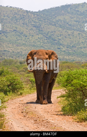 Éléphant dans la route Banque D'Images