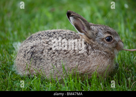 European Brown Hare, Lepus europaeus, Leveret Banque D'Images