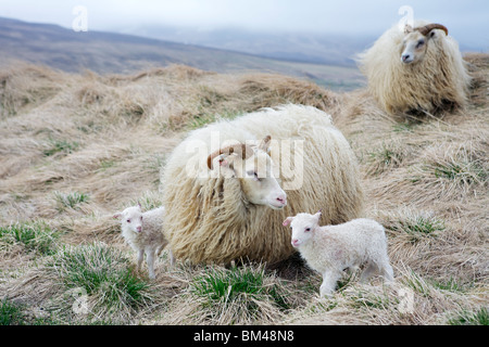 Les agneaux nouveau-nés avec des moutons islandais Banque D'Images