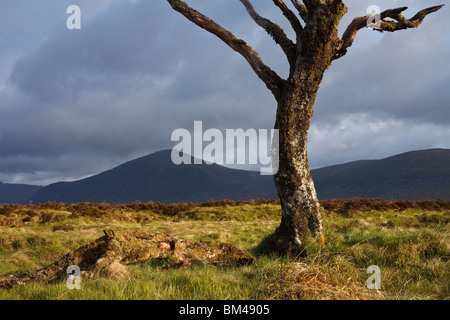 Arbre mort sur Rannoch Moor. Banque D'Images