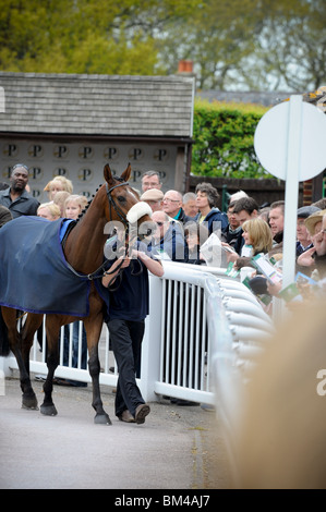 Courses de Plumpton à Sussex - un cheval semble sourire à la foule qu'il entrer dans le ring parade.Photo par Jim Holden Banque D'Images