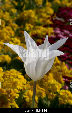 Tulipa Élégance, Floral fleurs de printemps sur l'affichage à Southport Merseyside , Jardin Botanique , Royaume-Uni Banque D'Images