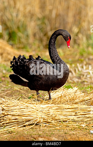 Black Swan de nidification à Abbotsbury swannery. Banque D'Images