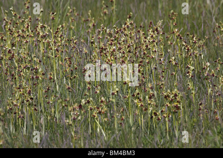 , Spinnenragwurz Ragwurz, Orchidee, ophrys sphegodes,, tôt, Spider, Orchid Banque D'Images