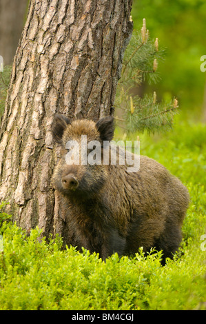 Le sanglier (Sus scrofa). Jeune homme debout à côté de pin, aux Pays-Bas. Banque D'Images