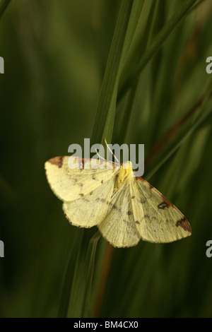 (Opisthograptis luteolata Brimstone papillon) Banque D'Images