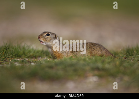 Ziesel, Spermophilus citellus, européen, au sol, écureuil, Banque D'Images