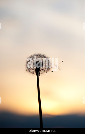 La dispersion des graines de pissenlit au coucher du soleil. Silhouette Banque D'Images