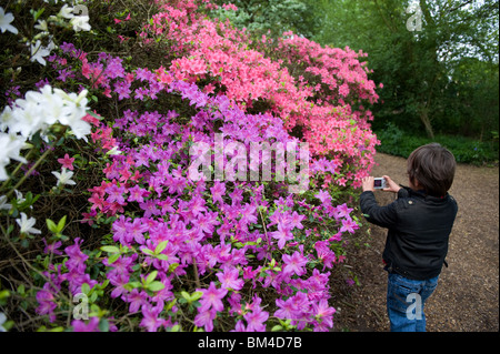 Un jeune garçon photographié les azalées dans la plantation d'Isabella, Richmond Park, Royaume-Uni 2010 Banque D'Images