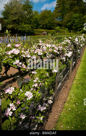 Espaliered pommes, Malus domestica 'arbres' Catégorie unique en fleurs à Painswick Rococo Garden dans les Cotswolds, Royaume-Uni Banque D'Images