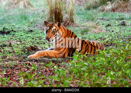 Le Royal tigre du Bengale (Panthera tigris tigris), Bandhavgarh National Park, le Madhya Pradesh, Inde, Asie Banque D'Images