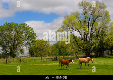 Les chevaux Palomino et châtaignier balade dans un vert Pâturage paddock au printemps sur la Moraine d'Oak Ridges (Ontario) Banque D'Images