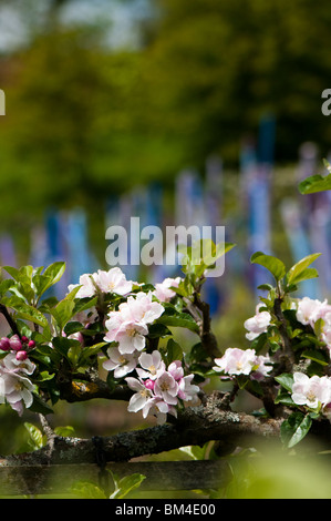 Apple Blossom sur espaliered pommiers à Painswick Rococo Garden dans les Cotswolds Banque D'Images