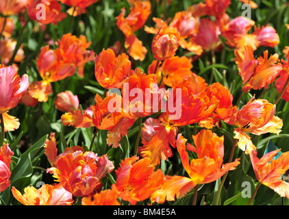 Tulipa Favori Orange Banque D'Images