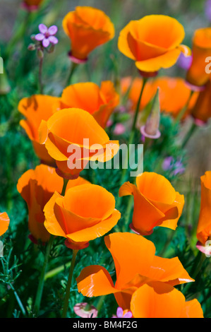 Le Pavot de californie (Eschscholtzia californica), Antelope Valley, Californie Banque D'Images