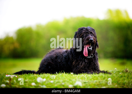 Un Labradoodle puppy noir fixe avec sa langue traîner tout en se reposant après une course dans le pays Banque D'Images