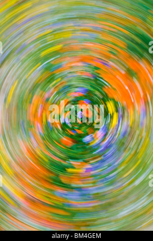 Wildflower tourbillonnante, abstrait, montagnes Tehachapi Angeles National Forest, Californie Banque D'Images