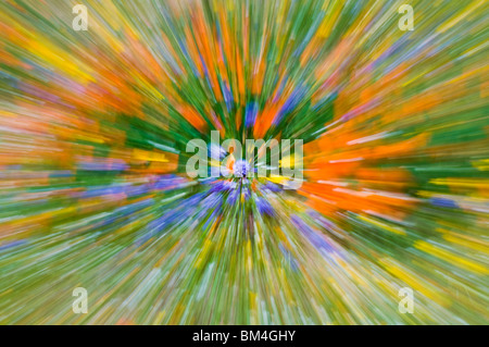 Extrait de fleurs sauvages, les montagnes de Tehachapi, Angeles National Forest, Californie Banque D'Images