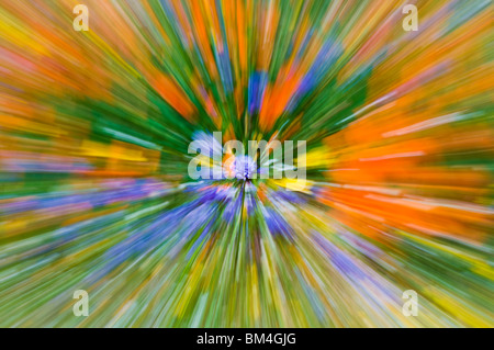 Extrait de fleurs sauvages, les montagnes de Tehachapi, Angeles National Forest, Californie Banque D'Images