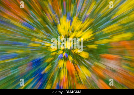 Extrait de fleurs sauvages, les montagnes de Tehachapi, Angeles National Forest, Californie Banque D'Images