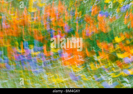 Extrait de fleurs sauvages, les montagnes de Tehachapi, Angeles National Forest, Californie Banque D'Images