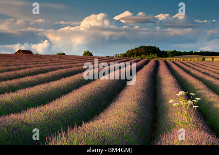 Rangées de lavande parfumés à l'Snowshill Lavender Farm dans le Gloucestershire, Royaume-Uni Banque D'Images