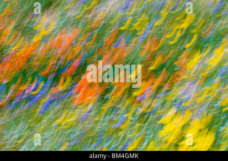 Extrait de fleurs sauvages, les montagnes de Tehachapi, Angeles National Forest, Californie Banque D'Images