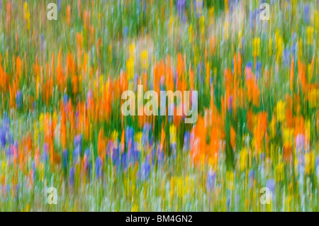 Extrait de fleurs sauvages, les montagnes de Tehachapi, Angeles National Forest, Californie Banque D'Images