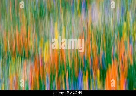 Extrait de fleurs sauvages, les montagnes de Tehachapi, Angeles National Forest, Californie Banque D'Images