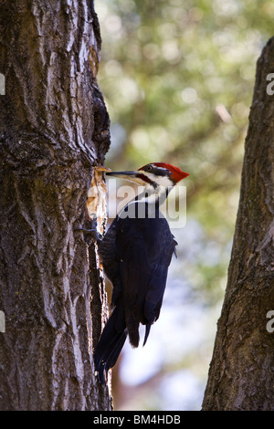 Grand Pic (Dryocopus pileatus) observe un trou dans un érable. Banque D'Images
