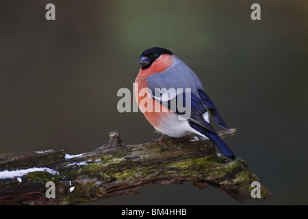Fink, sang, Bouvreuil Bouvreuil, commune, Banque D'Images