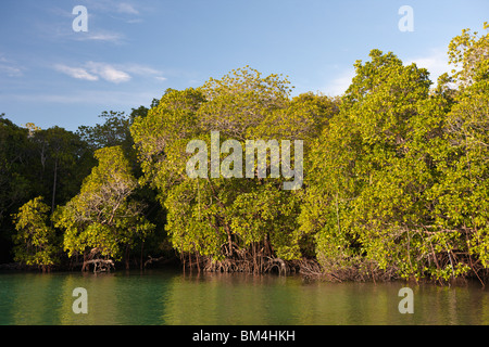 Les mangroves de Misool, Raja Ampat, Papouasie occidentale, en Indonésie Banque D'Images