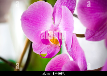 Couleurs violet orchidée, fleur délicate. Tourné en studio. Banque D'Images