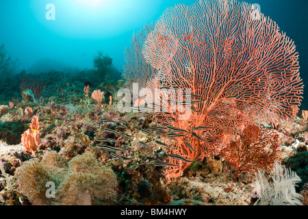 Sriped silure anguille en face de gorgones, Raja Ampat, Papouasie occidentale, en Indonésie Banque D'Images