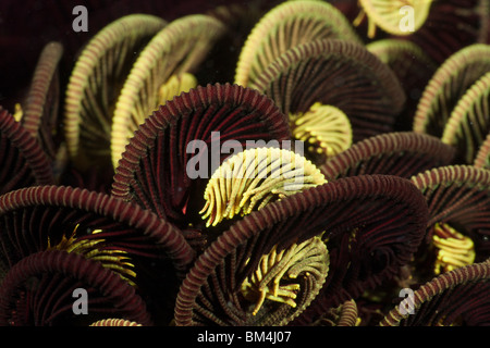 Tentacule de crinoïde, Comantheria sp., Raja Ampat, Papouasie occidentale, en Indonésie Banque D'Images