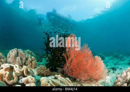 Les récifs coralliens peu profonds, Raja Ampat, Papouasie occidentale, en Indonésie Banque D'Images