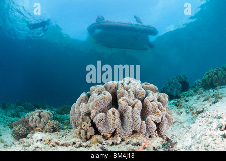 Les récifs coralliens peu profonds, Raja Ampat, Papouasie occidentale, en Indonésie Banque D'Images