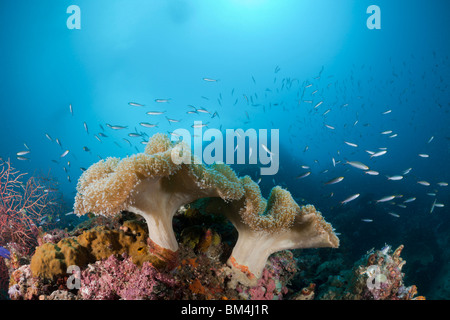 Les coraux mous de champignons, Sarcophyton sp., Raja Ampat, Papouasie occidentale, en Indonésie Banque D'Images